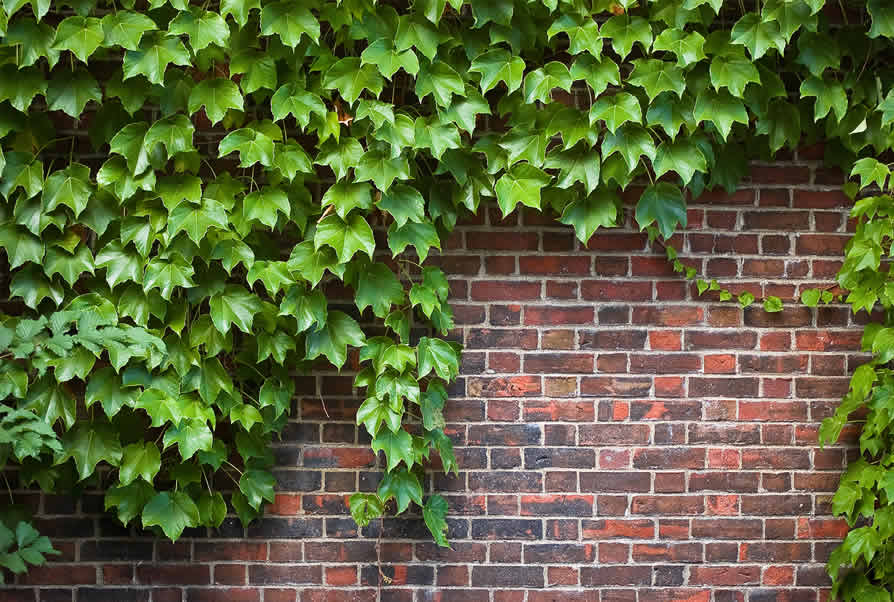 Leaf ivy 5 Fast