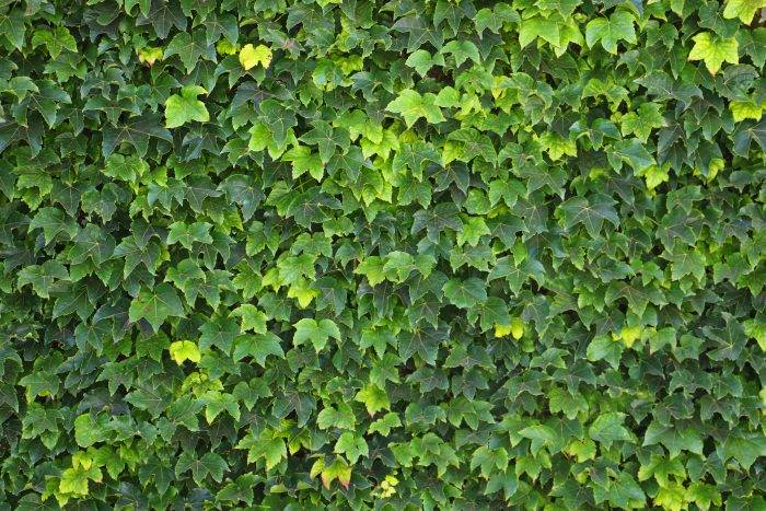 A wall of green ivy leaves